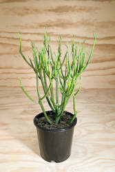 Wholesale Plants: Euphorbia tirucalli - Pencil Cactus - 14cm / 1L