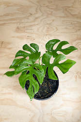 Wholesale Plants: Rhaphidophora tetrasperma - Mini Monstera - Philodendron Minima