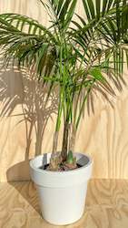 Event Plant Hire: Tropical Collection Hire
