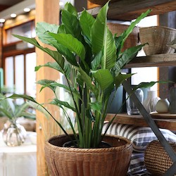 Furniture: Spathiphyllum Indoor House Plant