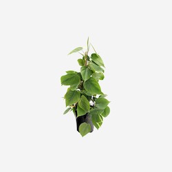 Furniture: Philodendron Scandens Indoor House Plant
