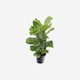 Ficus Lyrata Indoor House Plant