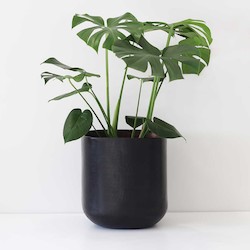 Monstera Indoor House Plant