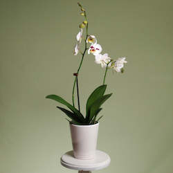 Plants: Phalaenopsis Orchid Plant