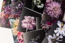 Frontpage: FLORAL GREETING CARDS