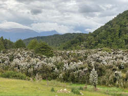 Fiordland 70+ MGO Multifloral Manuka Honey