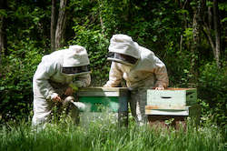 Beekeeping: Beekeeping Experience - Per Person