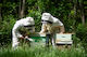 Beekeeping Experience - Per Person