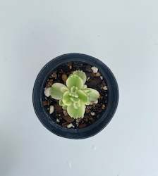 Internet only: Variegated Bears Paw - Cotyledon Tomentosa