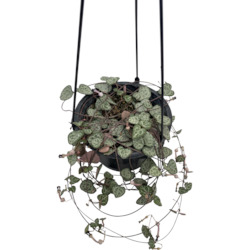 Internet only: Chain of hearts, Ceropegia woodii, Rosary Vine 13cm Hanging Basket