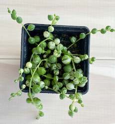 Internet only: String of Pearls Variegated