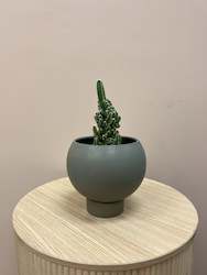 Cacti in Orbit pot