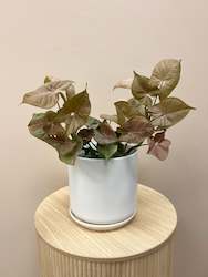 Florist: Syngonium in White Pot