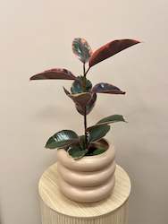 Ruby Ficus in pot