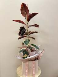 Ruby Ficus In A Gift Bag