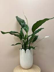 Peace lilly in tall scalloped pot