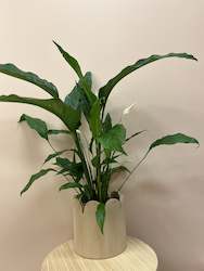 Peace Lilly in scalloped pot