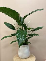 Florist: Peace Lilly In Pot