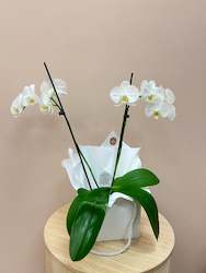 Florist: Phalaenopsis Orchid Plants
