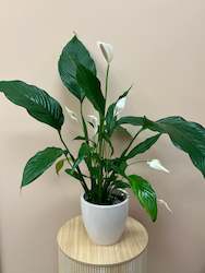 Florist: Peace Lily