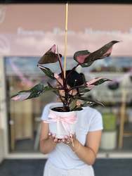Florist: Pink Princess Philodendron