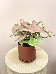 Florist: Arrowhead Plant in Pot