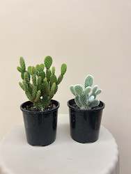 Florist: Mini cactus