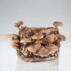 Grow Your Own Mushrooms: Shiitake Mushroom - Grow Kit