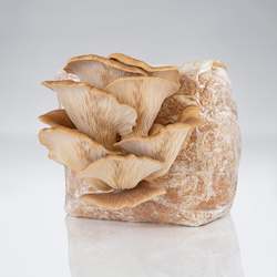 Grow Your Own Mushrooms: Raglan Oyster Mushroom - Grow Kit