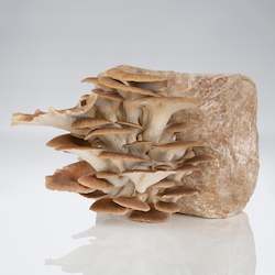 Grow Your Own Mushrooms: Phoenix Oyster Mushroom - Grow Kit