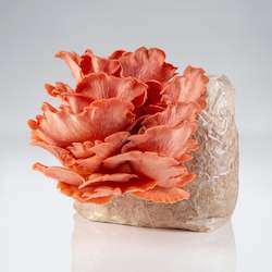 Grow Your Own Mushrooms: Pink Oyster Mushroom - Grow Kit