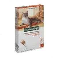 Advantage kittens/small cats