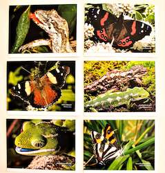 Nature Greeting Cards