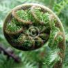 Single square photo block - big fern koru