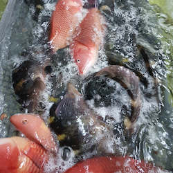 Fresh Seafood: Fresh Chilled wrasse (coming soon)