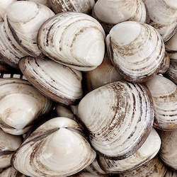 Live Seafood: Live Storm Shell