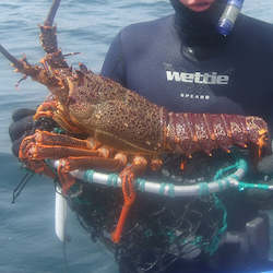 Live Seafood: Live Red Crayfish (coming-soon)