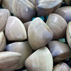 Live Seafood: Live Diamond Shell Clams
