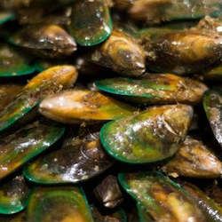 Live Seafood: Fresh Live Green Lipped Mussels - Family Sharing Bucket - 20kg (Pre-order) Deliver every WED & Friday