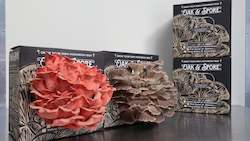 Mushroom growing: Italian and Pink Oyster Mushroom Grow Kit - 4 Pack
