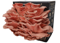 Mushroom growing: Pink Oyster Mushroom Kit