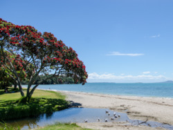 Frontpage: Pohutukawa East Coast Auckland Tour