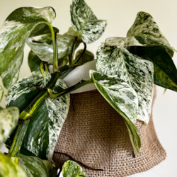 Plant, garden: Marble Queen and Hessian Cover bag Combo (includes Shipping)