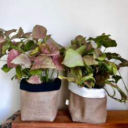 Plant, garden: Indoor Plant and Hessian bag combo (includes shipping)