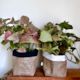 Indoor Plant and Hessian bag combo (includes shipping)