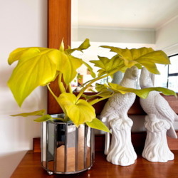 Plant, garden: Philodendron Selloum Gold & Bling Pot Combo (includes shipping)