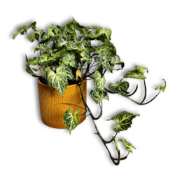 Plant, garden: Syngonium Batik and pot combo (includes Shipping)