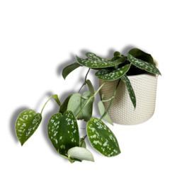Plant, garden: Satin Pothos and Pot combo (Includes Shipping)