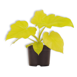 Plant, garden: Philodendron Selloum Gold (includes Shipping)