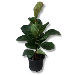 Plant, garden: Dwarf Fiddle Leaf Fig